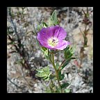 clarkia purpurea ssp quadrivulnera - winecup clarkia clarkia purpurea ssp quadrivulnera